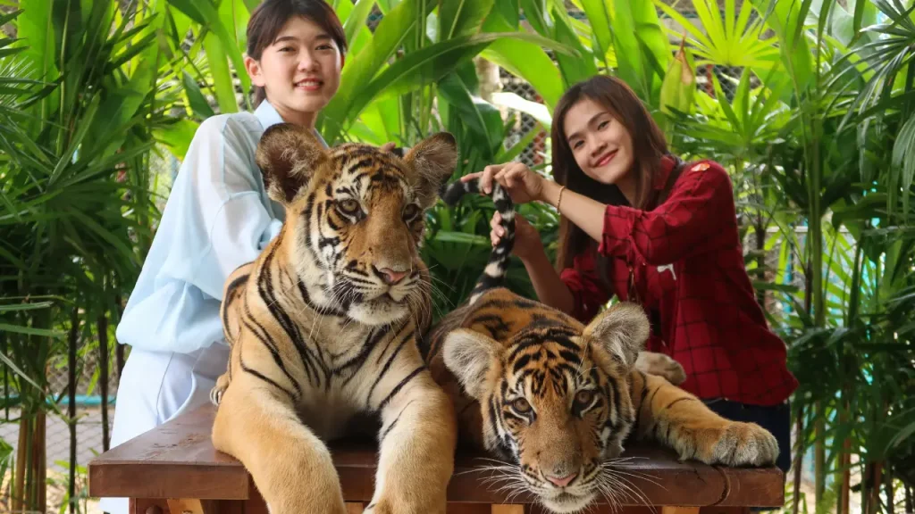 Tiger Park Pattaya