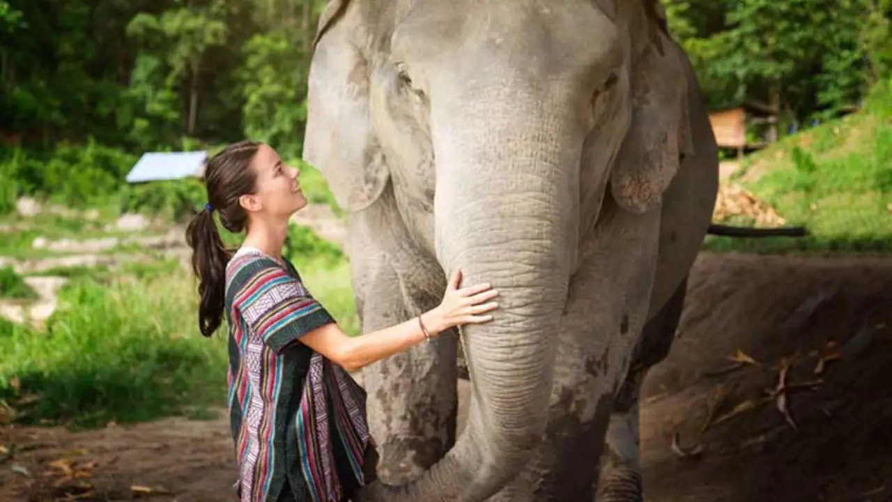 Elephant Jungle Sanctuary Chiang Mai