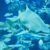 Aquaria Phuket Aquaria Phuket