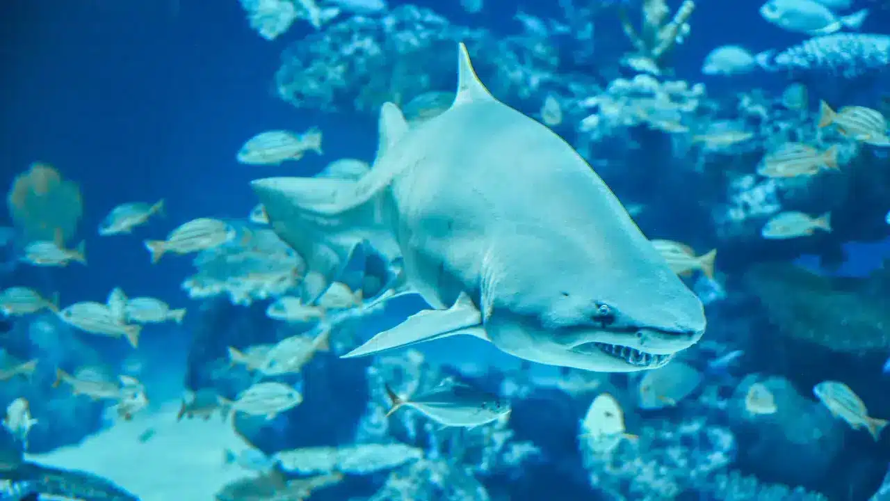 Aquaria Phuket Aquaria Phuket