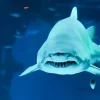 Aquaria Phuket Aquaria Phuket