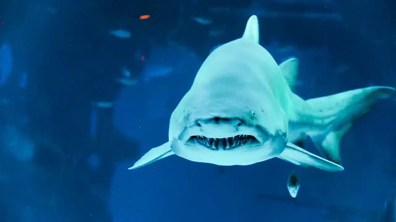 Aquaria Phuket Aquaria Phuket