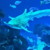 Aquaria Phuket Aquaria Phuket
