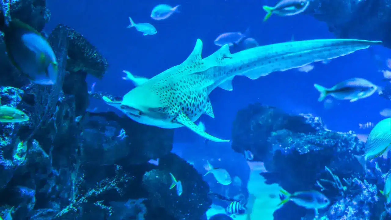 Aquaria Phuket Aquaria Phuket