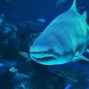 Aquaria Phuket Aquaria Phuket