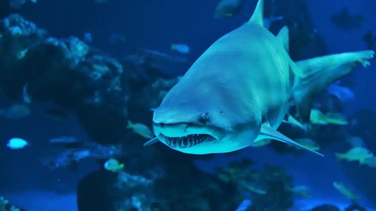 Aquaria Phuket Aquaria Phuket