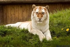 Golden-Tabby