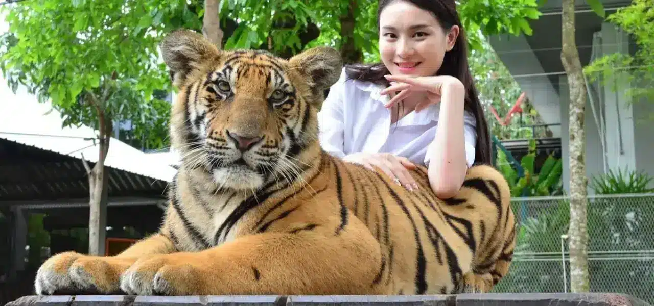 Tiger Park Pattaya
