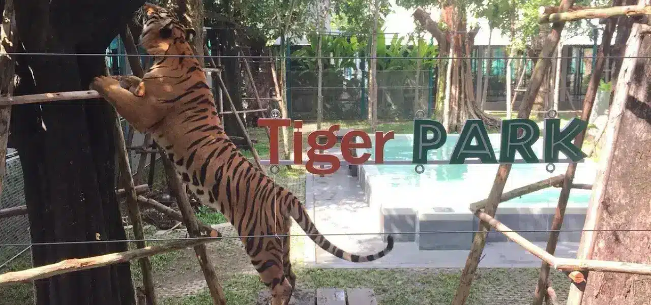 Tiger Park Pattaya