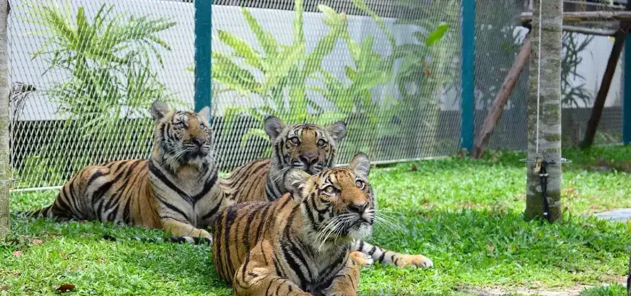 Tiger Park Pattaya