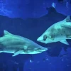 Aquaria Phuket Aquaria Phuket