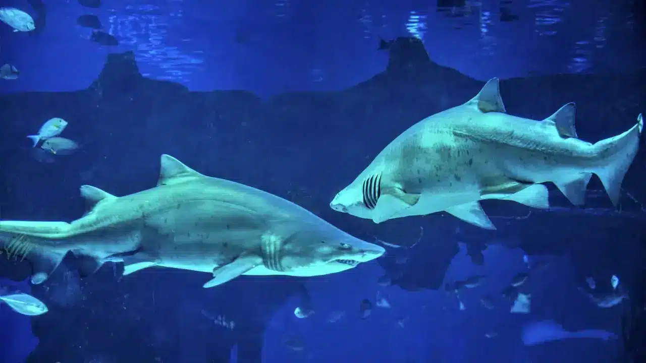 Aquaria Phuket Aquaria Phuket