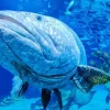 Aquaria Phuket Aquaria Phuket