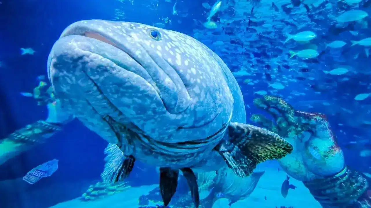 Aquaria Phuket Aquaria Phuket