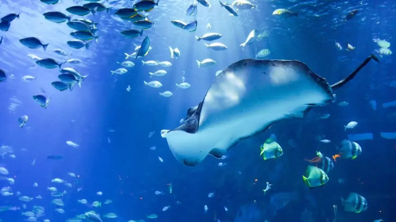 Aquaria Phuket Aquaria Phuket