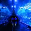 Aquaria Phuket Aquaria Phuket