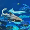 Aquaria Phuket Aquaria Phuket