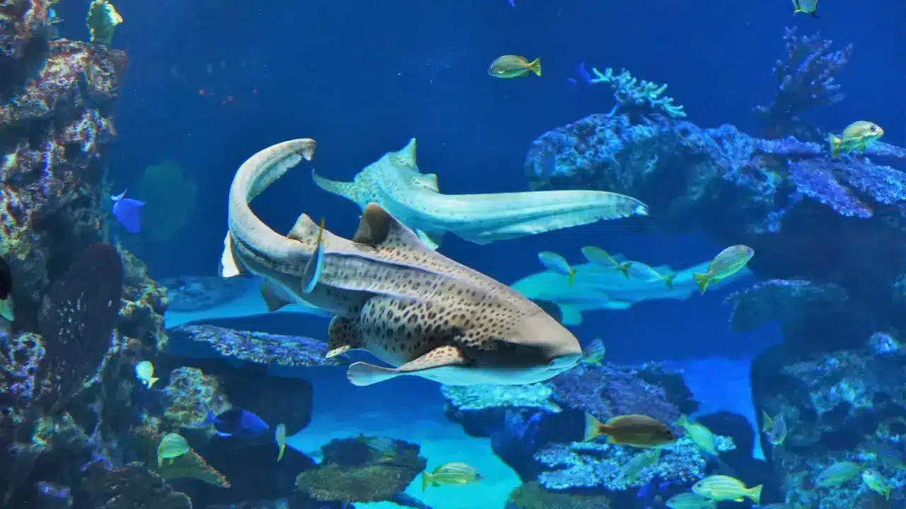 Aquaria Phuket Aquaria Phuket