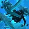 Aquaria Phuket Aquaria Phuket