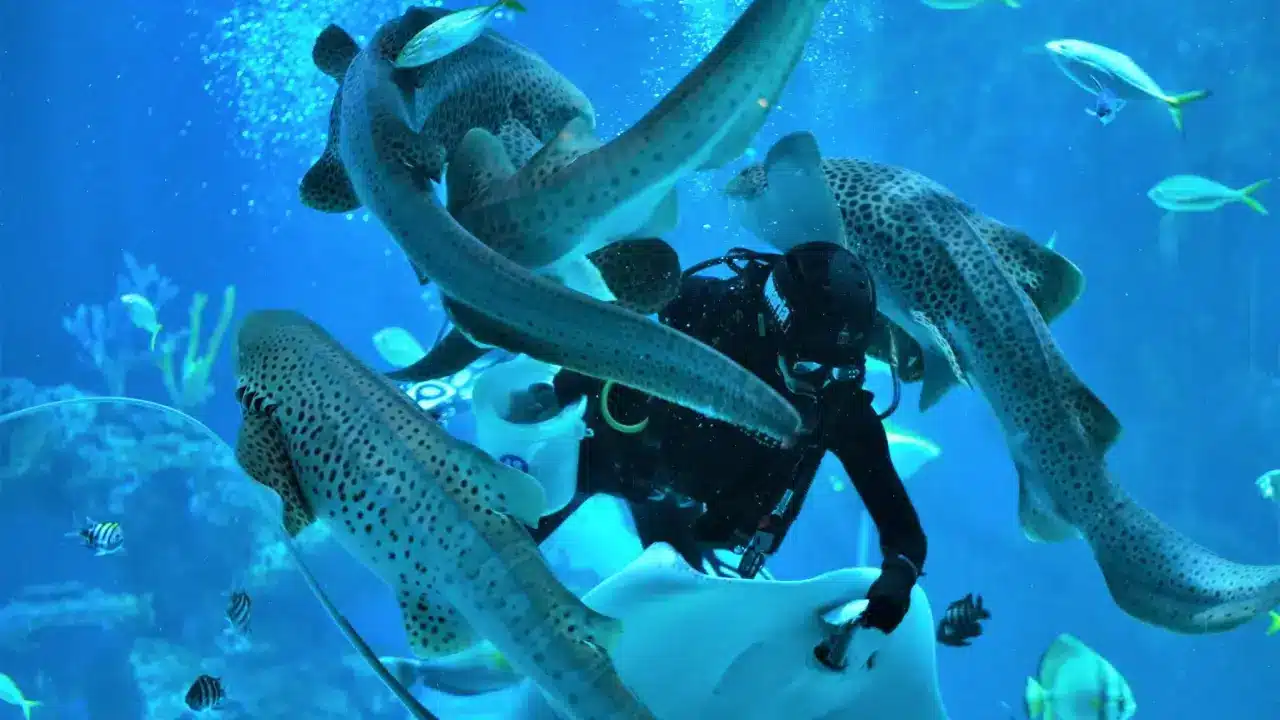 Aquaria Phuket Aquaria Phuket
