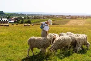 Read more about the article Everything About Pattaya Sheep Farm: Discovering A Rural Oasis In The City