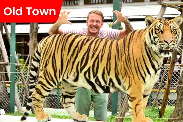 Tiger Kingdom Chiang Mai - Old Town Tiger