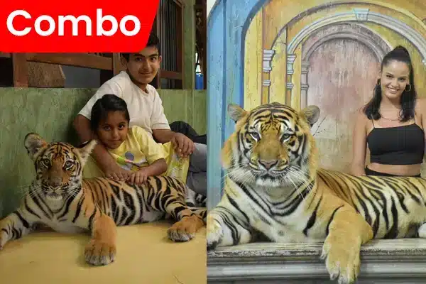 Tiger Kingdom Chiang Mai - Package 2A Big Tiger + (Small Tiger or Medium Tiger)