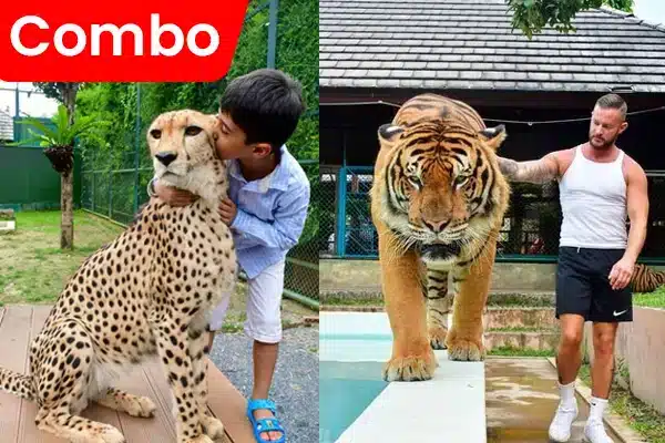 Tiger Kingdom Chiang Mai - Package 2B - (Medium Tiger or Small Tiger) + (Old Town or Smallest Tiger or White Tiger)