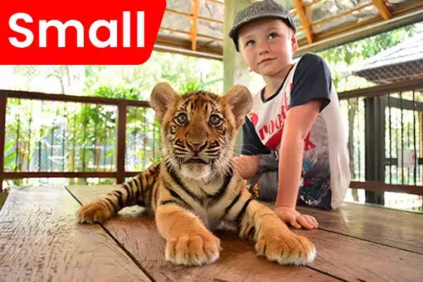 Tiger Kingdom Chiang Mai - Small Tiger
