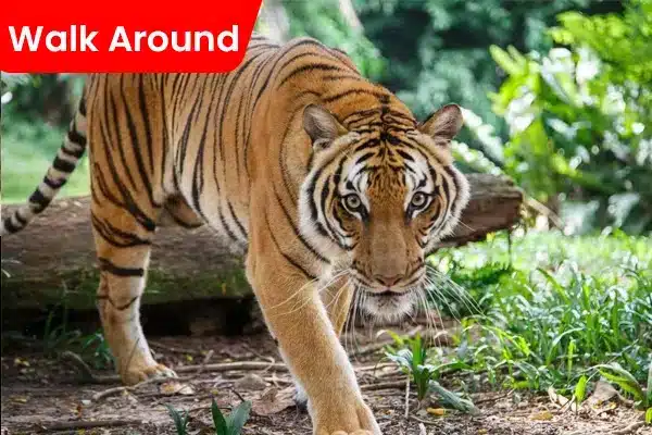 Tiger Kingdom Chiang Mai - Walk Around
